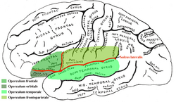 Operculum