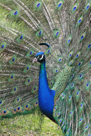 Peacock front02 - melbourne zoo