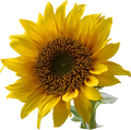 A sunflower-Edited.png