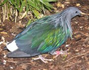 Nicobar.pigeon