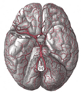 The arteries of the base of the brain, i think?