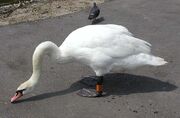 Mute.swan.slimb