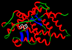 Steroid receptor