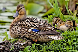 Female mallard nest - natures pics edit2