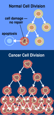 Normal cancer cell division from NIH