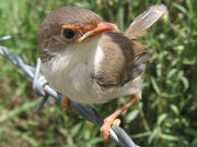 Superb fairy wren2 LiquidGhoul