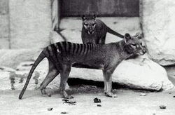 Thylacine