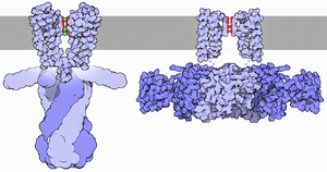 Potassium channels shut and open