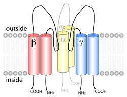 ENaC membrane side eng