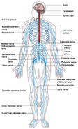 Nervous system