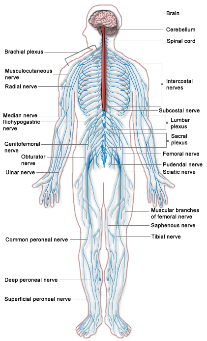 Nervous System Psychology Wiki Fandom