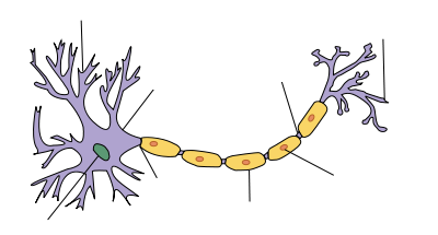 motor neuron axon terminal