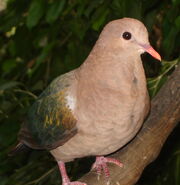 Emerald Dove