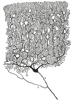 PurkinjeCellCajal