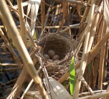 Acrocephalus arundinaceus nest