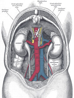 Kidneys from behind