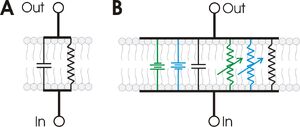 RC membrane circuit