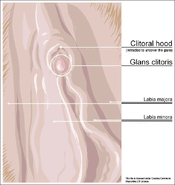 Clitoris outer anatomy