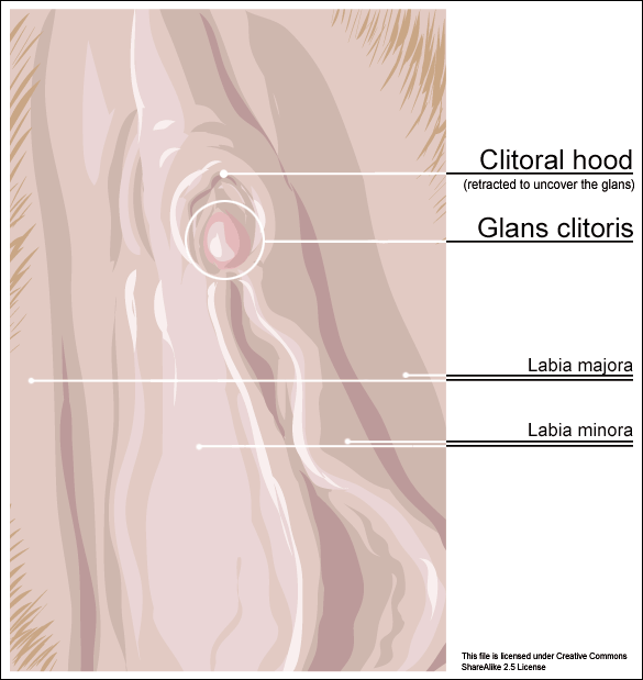 Plural of clitorus