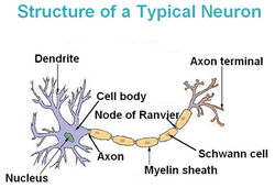 Axon hillock - definition