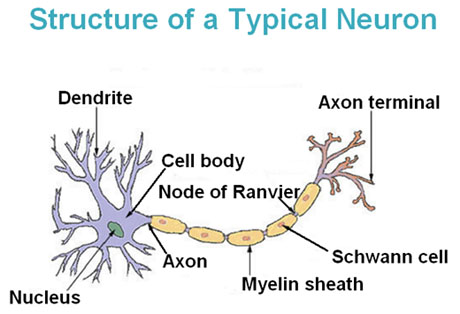 Axon hillock | Psychology Wiki | Fandom