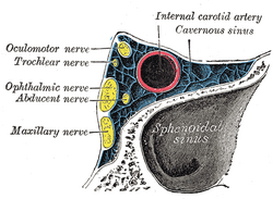 Inferior alveolar nerve - Wikipedia