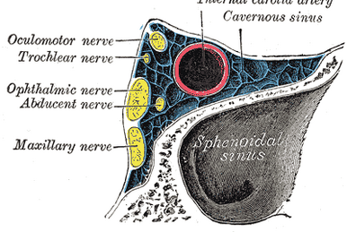 Marginal mandibular branch of the facial nerve - Wikipedia