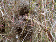 Bird nest in grass
