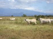 Brahman cattle in Costa Rica.