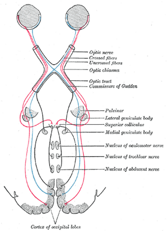Superior colliculus | Psychology Wiki | Fandom Superior colliculus | Psychology Wiki | Fandom