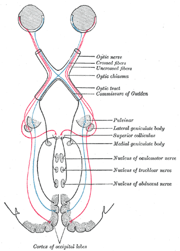 geniculate body