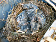 Baby birds in nest