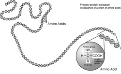 Protein-primary-structure