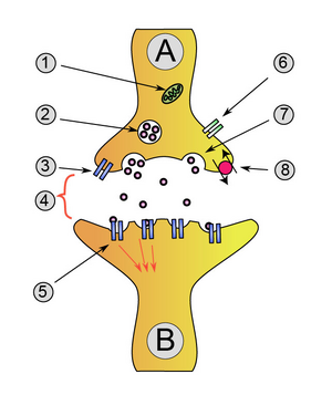 Synapse diag1