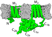 Adenylyl cyclase