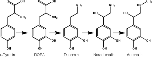 Biosynthese Adrenalin