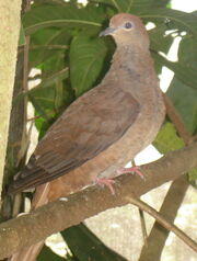 Brown cuckoo dove