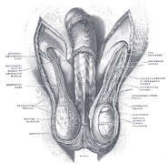 The scrotum.