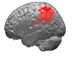 secondary somatosensory cortex