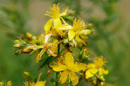 Saint John's wort Induces Cytochrome P-450 enzyme