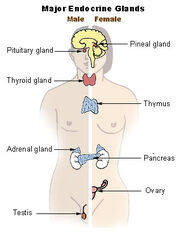 Illu endocrine system