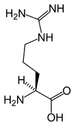 Skeletal structure of L-arginine