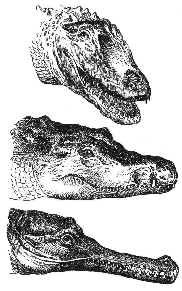 Crocodylia – Wikipédia, a enciclopédia livre