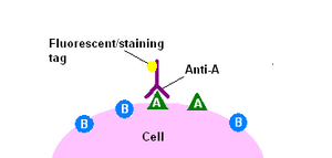 Immunohistochemicalstaining1