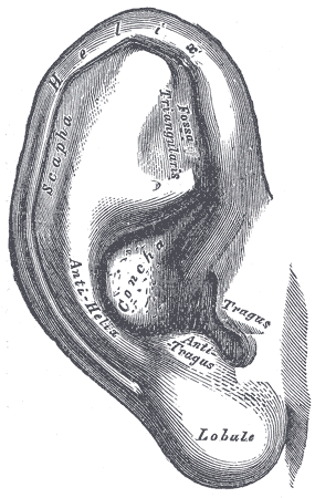 Pinna Anatomy Psychology Wiki Fandom