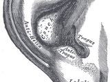 Pinna (anatomy)