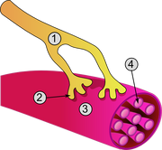 Synapse diag3