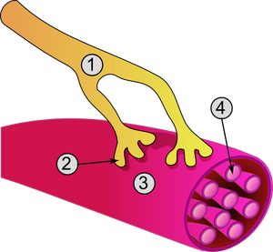 Synapse diag3