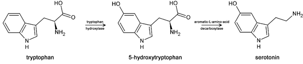 Trp-5ht-pathway