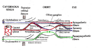 Bahnen des Ganglion ciliare